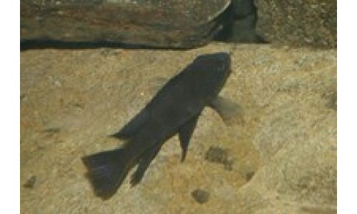 Cichliden